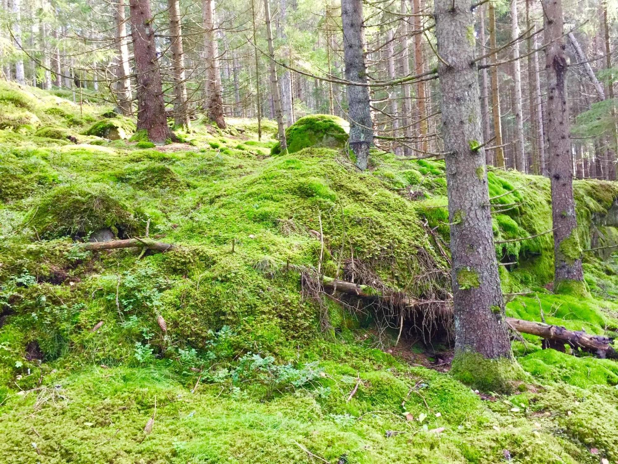 The Blomsholm Cabin - Load Your Electric Car Villa Stromstad Bagian luar foto